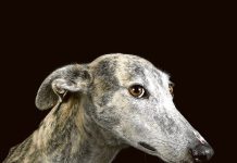 Dar visibilidad a los animales abandonados Invisibles
