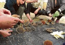 Cosecha de girasoles