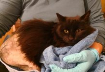 Proyecto Miau Vallecas: por la salud de los gatos callejeros
