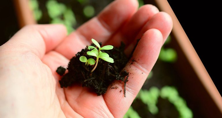 Un nuevo curso de jardinería para jóvenes sin empleo en El Pozo