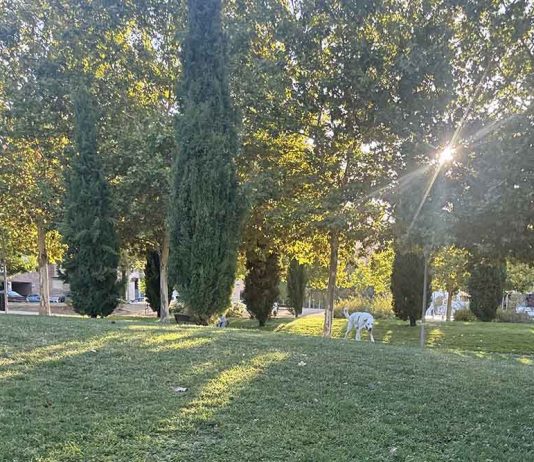La ciudad de los perros